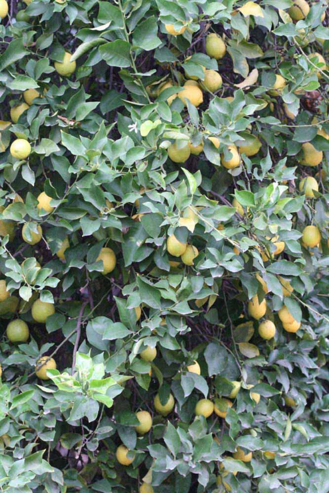               Habit (Prior, Riverside, CA)   